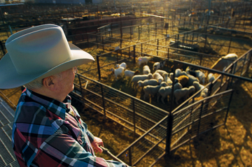 Kelton at San Angelo's Producers Livestock Auction Co., which he frequented while working as a journalist.