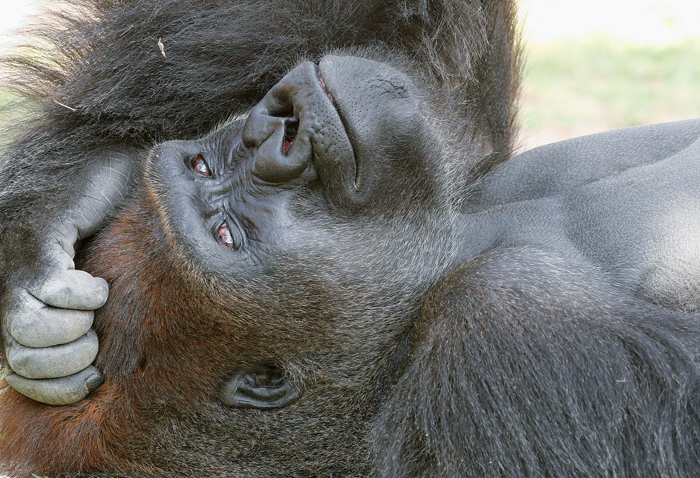 Moja, a Western lowland gorilla, takes a contemplative moment. Photo by Hugh Lieck
