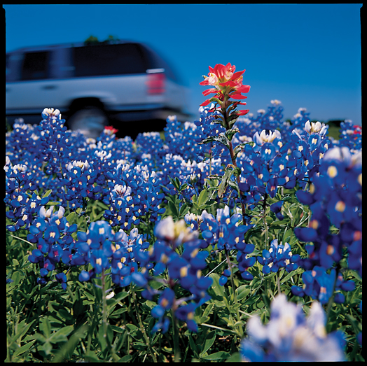 Wildflowers along Texas 71 near Ellinger. (Photo by J. Griffis Smith)