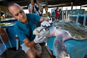 Ridleys Believe it or Not! Sea Turtles in Texas
