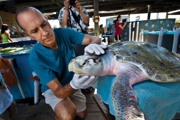 Jeff George, director of Sea Turtle, Inc. on South Padre Island, examines an injured ridley. (Photo by J. Griffis Smith)