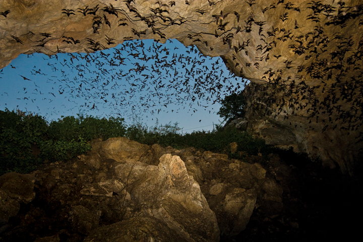 Frio Bat Cave, managed by Hill Country Adventures, hosts the second-largest bat population in the world, as well as hundreds of tourists March through September. (Photo by Larry Ditto)