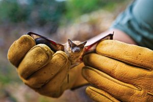 Bats at Risk