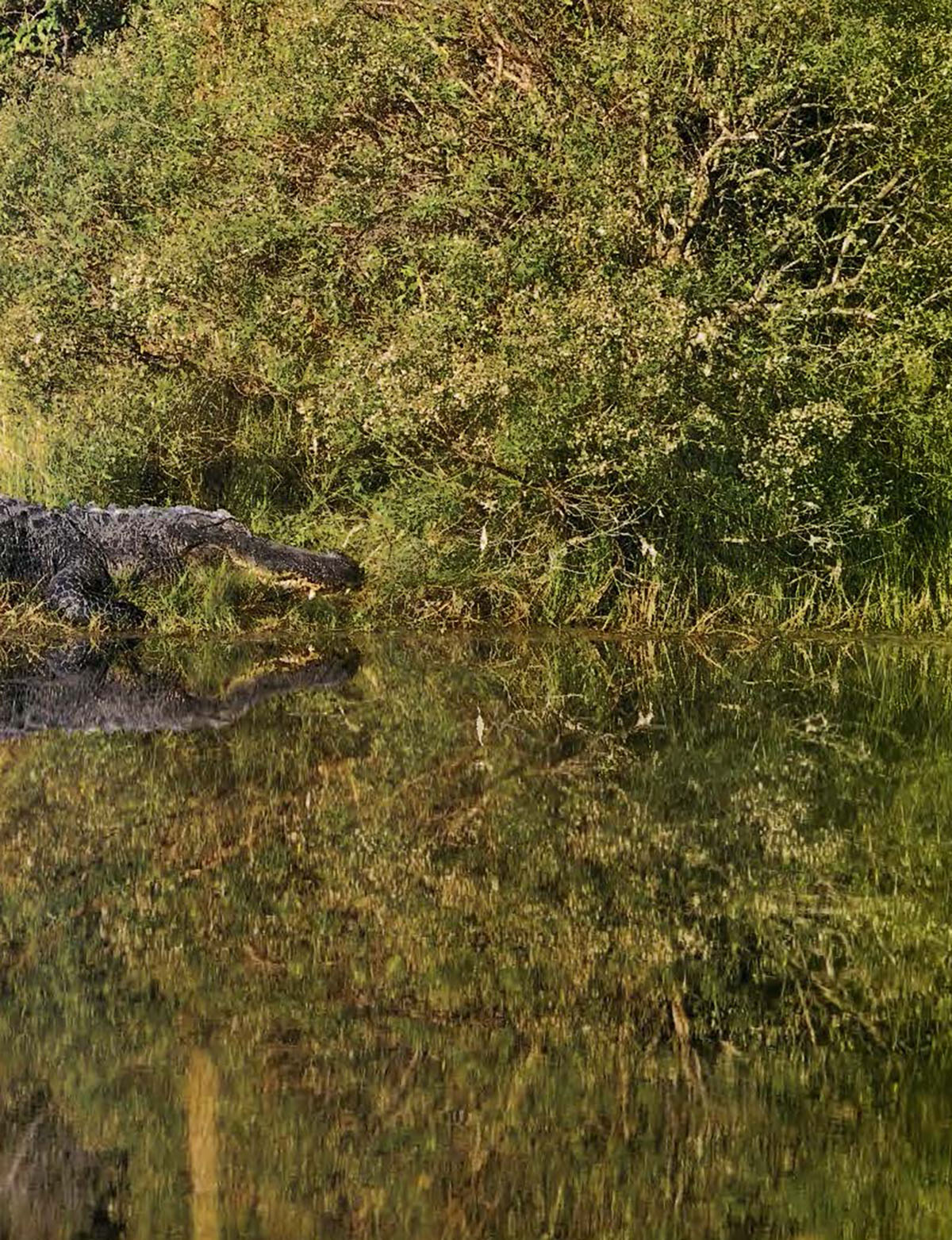 Photo of an alligator at a wildlife refuge