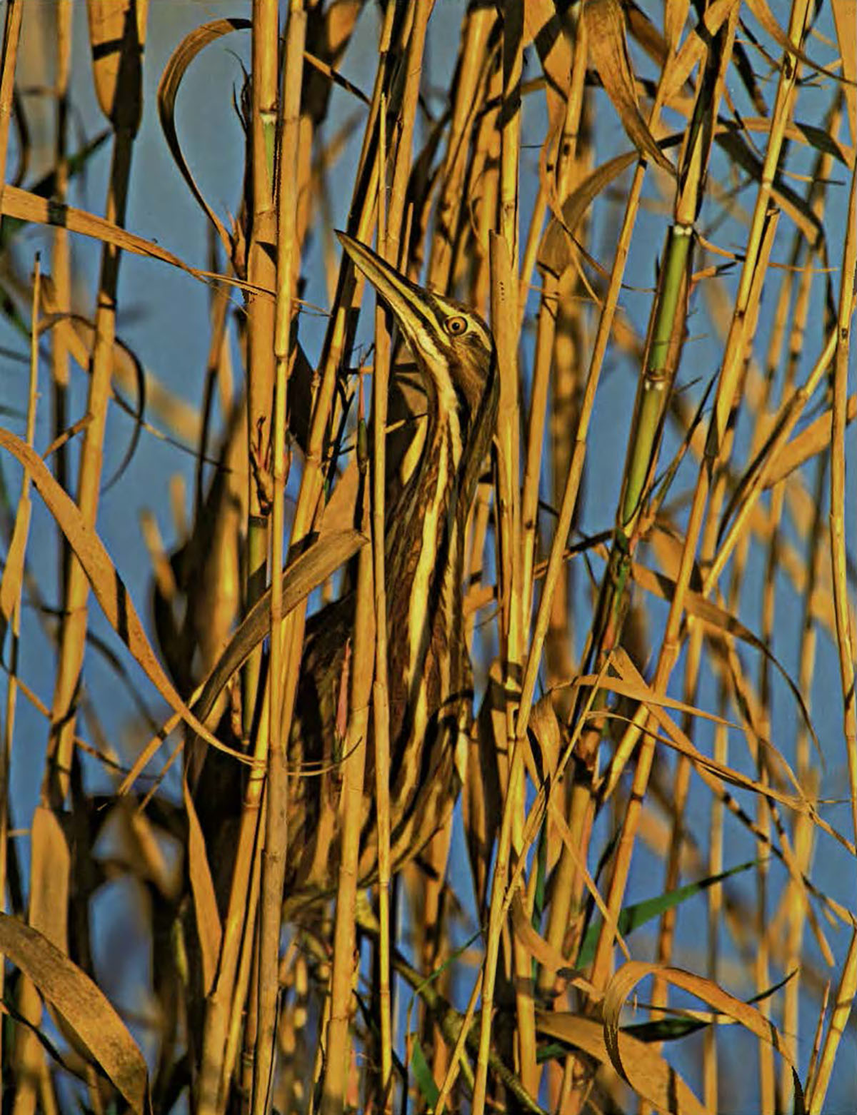 Photo of a bird camouflaged in cane stalks