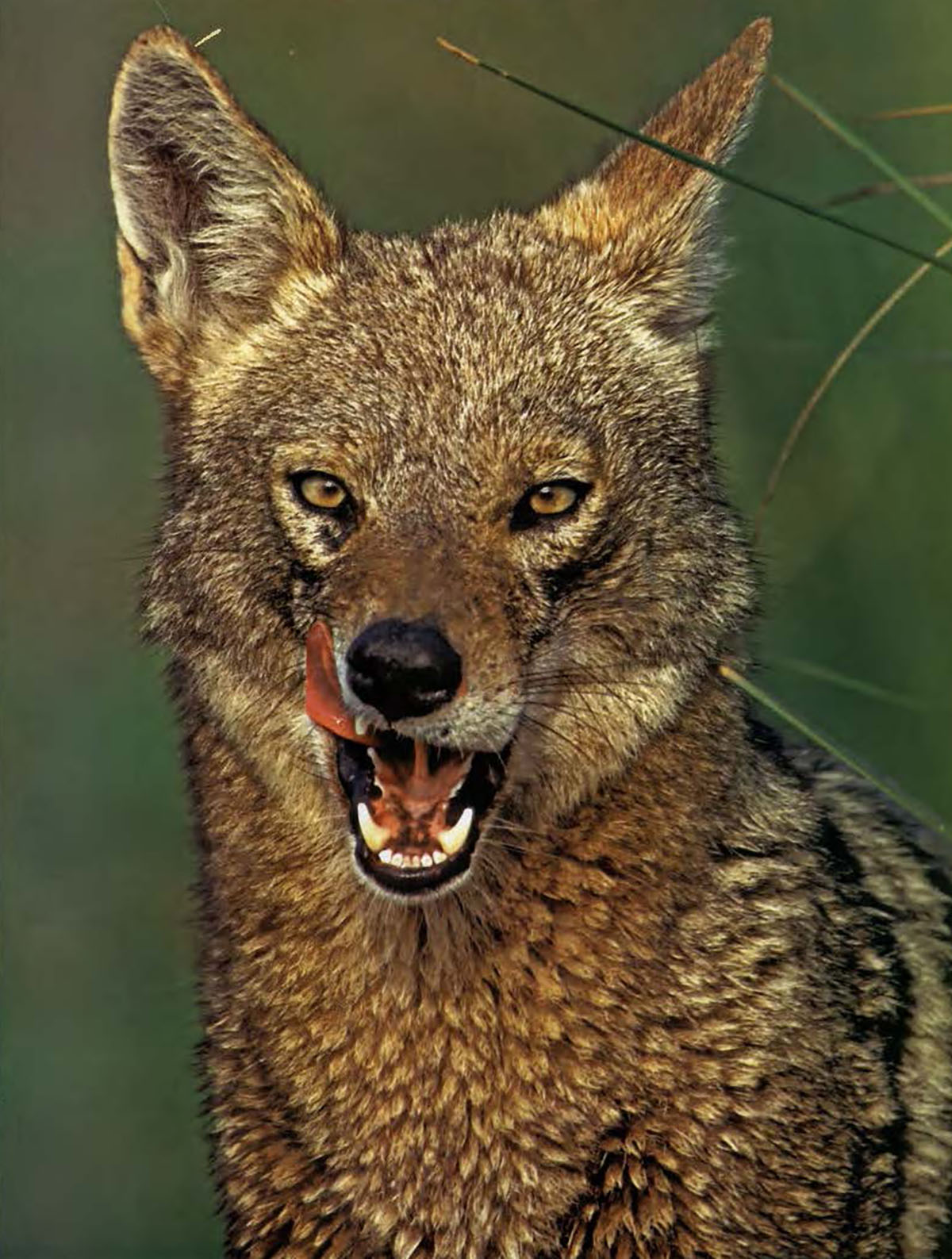 Close-up photo of a coyote licking its mouth