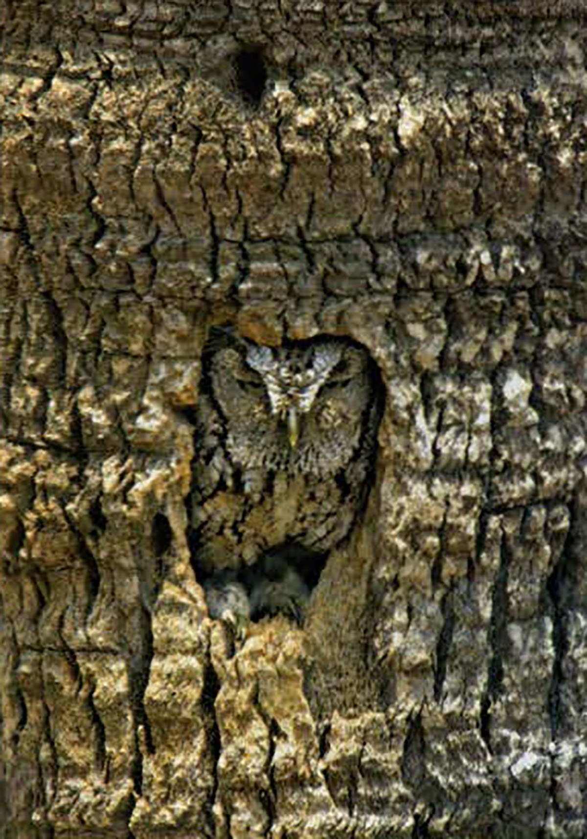 Photo of an owl inside the hole of a tree