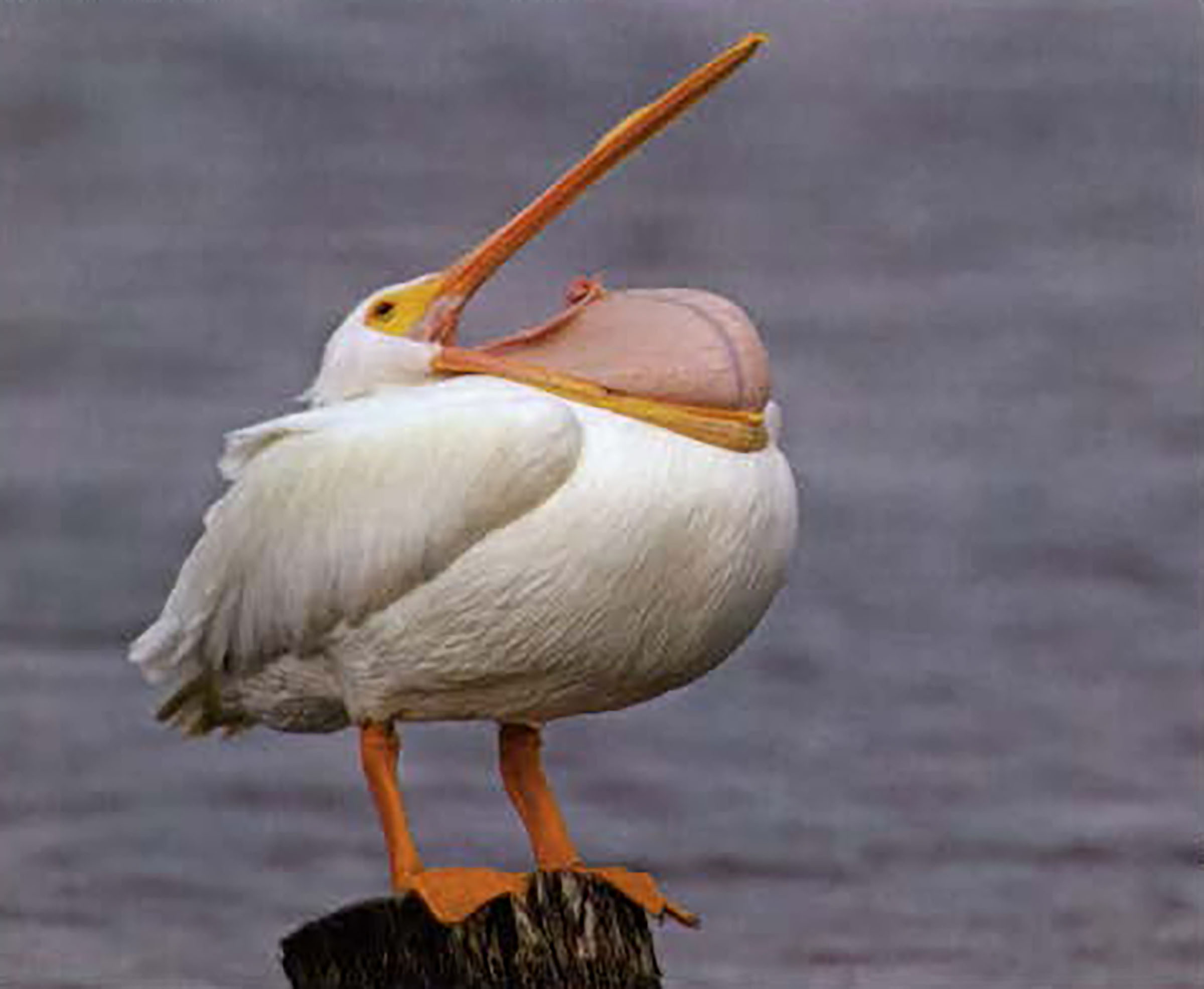 Photo of a white pelican yawning on a pier