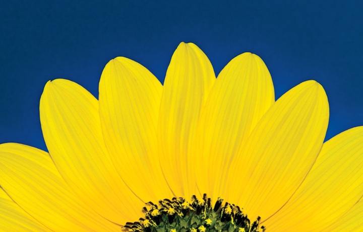 The outer petals (ray florets) of a sunflower (Helianthus annus) create a stylized sunrise. (Photo by Steven Schwartzman)