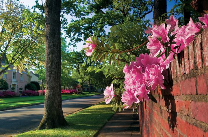 The annual Azalea & Spring Flower Trail winds about 10 miles through Tyler’s vibrant neighborhoods. These pink blossoms sprawl over a wall at East 2nd and Roseland. (Photo by Randy Mallory)