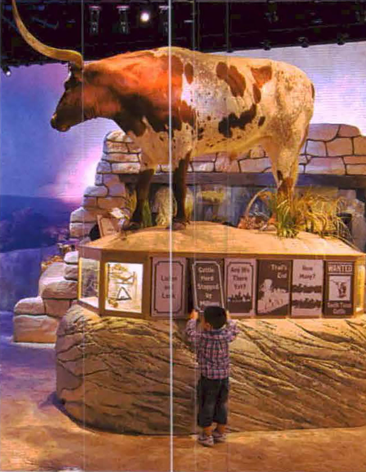 Child standing below a cattle display