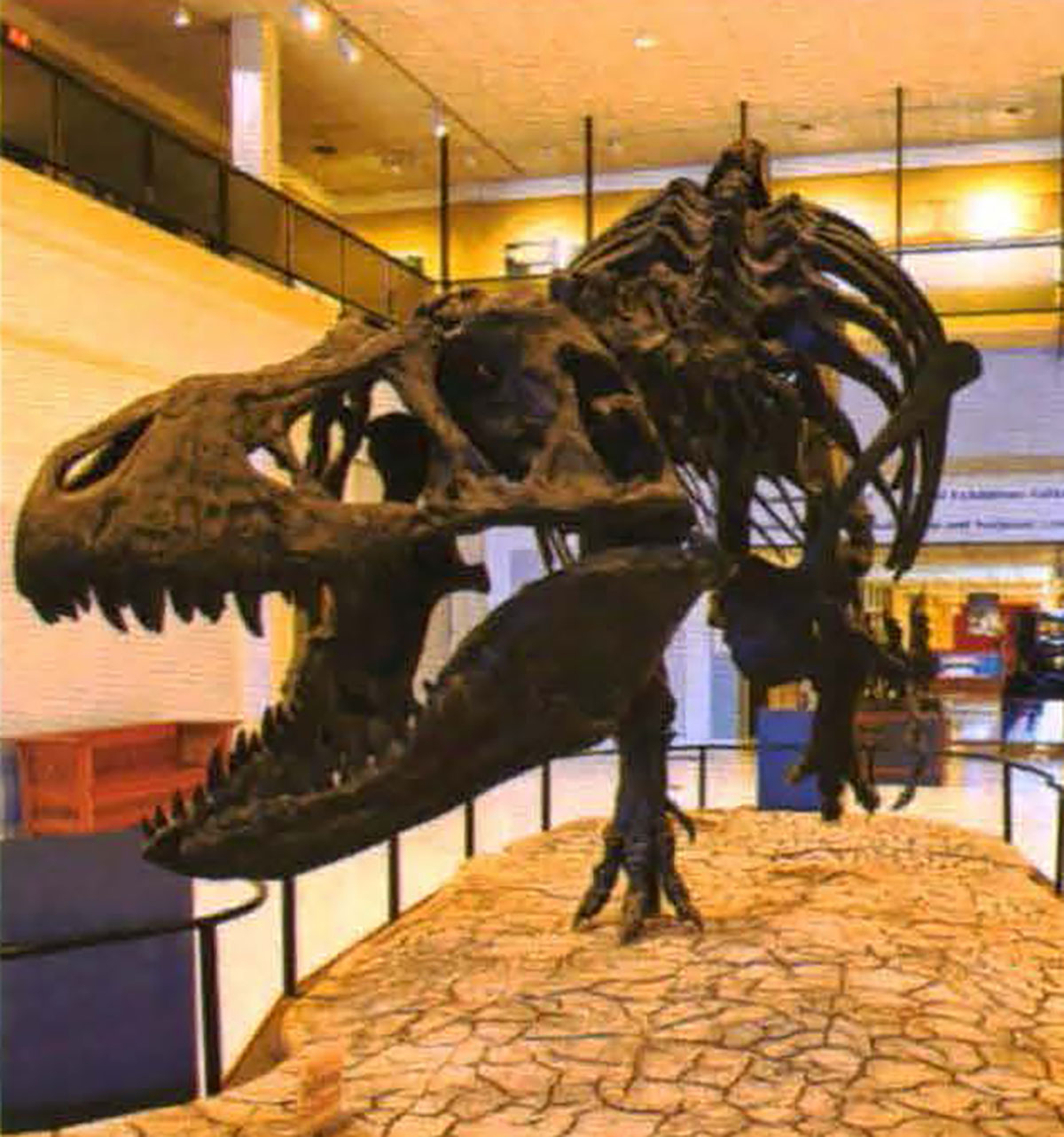 Display of a T. Rex in a museum