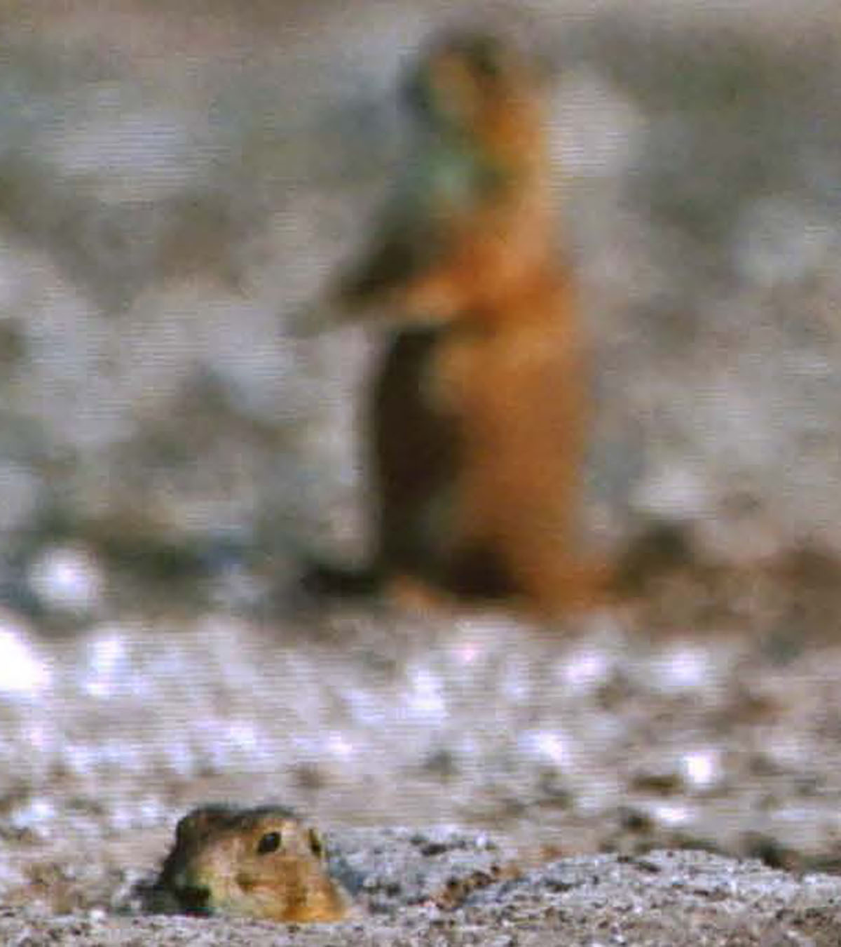 Prairie dog emerging from the ground and another prairie dog in background