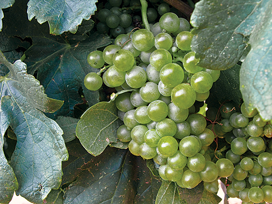 Wine grapes grow well in Texas High Plains due to the soil composition, high elevation and semi-arid climate. (Photo by J. Griffis Smith)