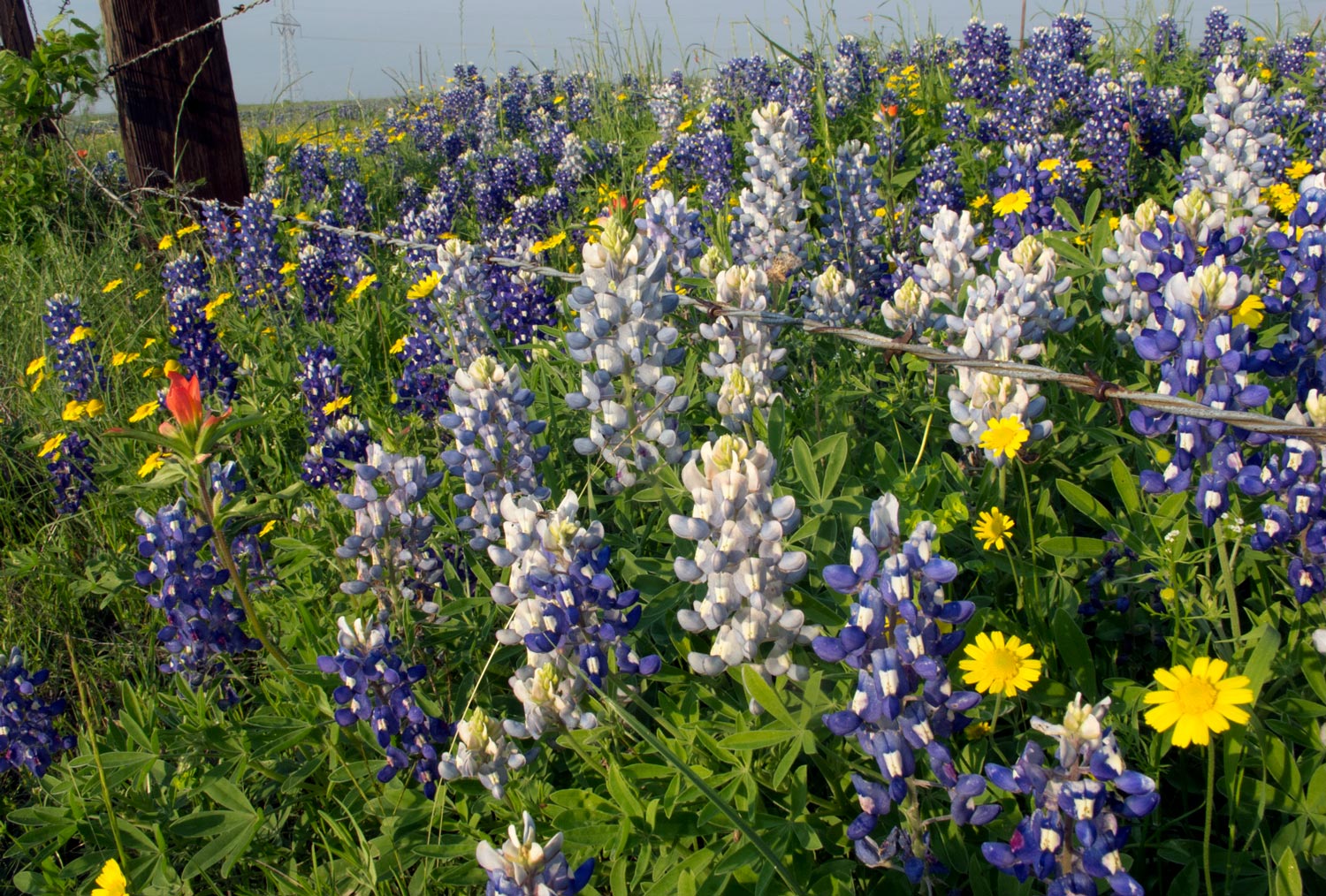 Wildflowers Of Texas Texas Highways,Zebra Danio Lifespan