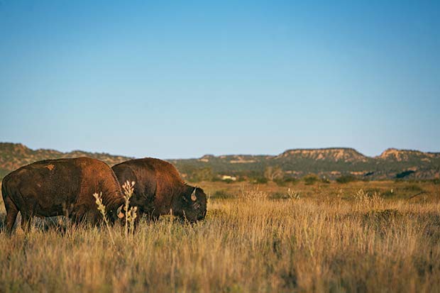 Part of the state's official herd, 90 bison roam the range at Caprock Canyons State Park.