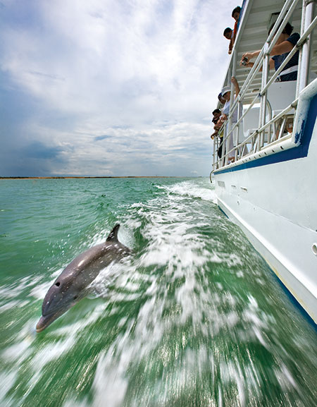 50-Dolphin