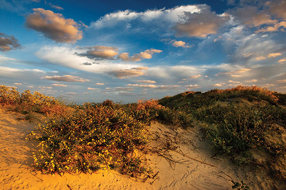 Sea oats, bluestem, and asters beautify and stabilize the dunes on South Padre Island. Photo © Larry Ditto