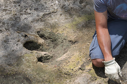 theropod track--witte museum