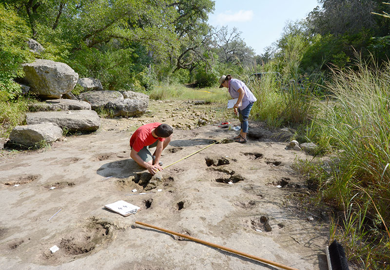 volunteers measuring a large theropod trackway.--witte museum