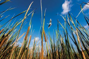 Scenic Route: Soaring egret