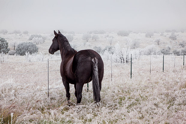 winterhorse