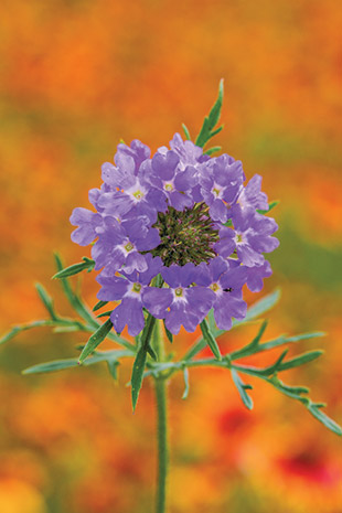 Prairie Verbena Flowers in Indian Blanket Colony 2530