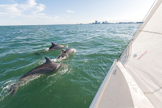 Dolphins surface in Corpus Christi Bay.