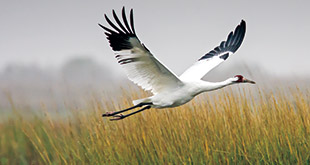 Whooping Crane Larry Ditto 310