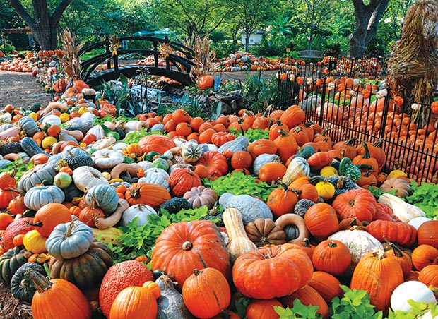 Dallas Arboretum and Botanical Garden Pumpkin Village Display