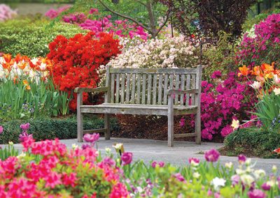 Dallas Blooms