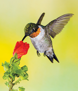 Ruby throated Hummingbird MG 9054