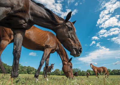 Animal-lovers alert: Wild residents of Black Beauty Ranch