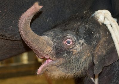 Houston Zoo’s new baby elephant