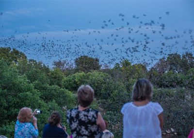 Texas’ top bat viewing sites