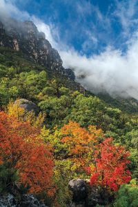 4 Must-See Fall Foliage Spots in Texas