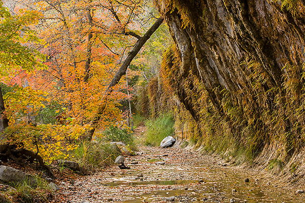 (Photo by Laurence Parent) TXLostMaples12297