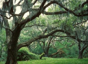 Brazos Bend State Park extends its closure