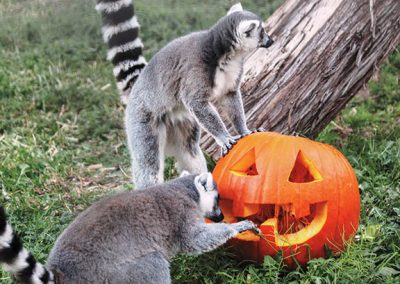 Boo at the Zoos: Where to Celebrate Halloween in Texas