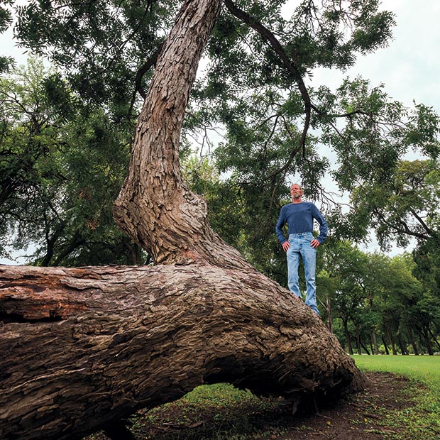 Arborist Steve Houser examines the California Crossing tree, a pecan with a bent trunk that points to a low-water crossing in Dallas.