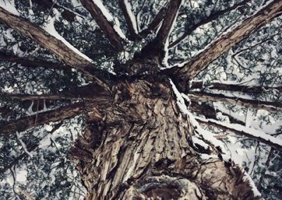 Looking Back at The Best Texas Snow Photos