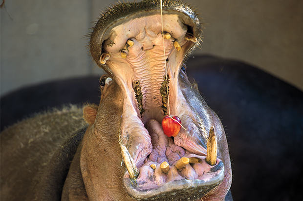 Hippo eating an apple