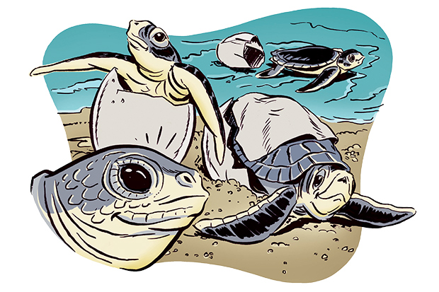 Illustration of Sea Turtles