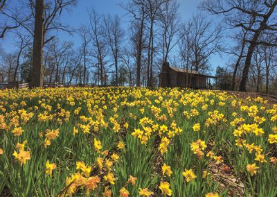 Spring Brings an Explosion of Daffodils at Mrs. Lee’s Garden