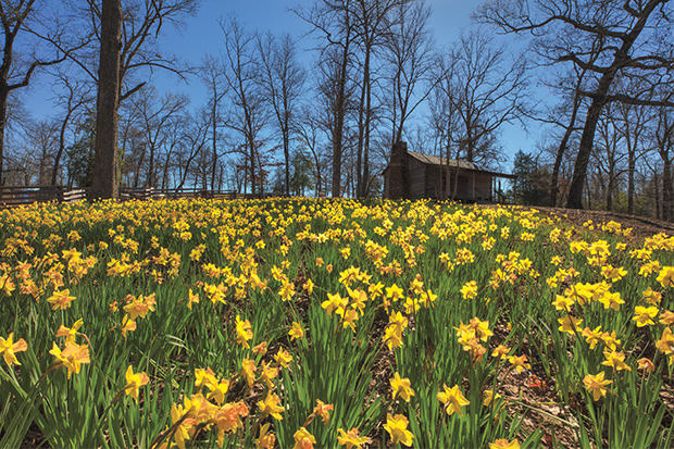 Spring Brings an Explosion of Daffodils at Mrs. Lee’s Garden