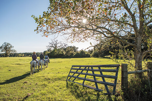 Horseback riders in a field