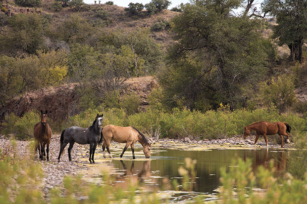 Horses drink from a stream