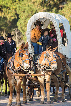 Mules pull one of the Salt Grass wagons out of their campsite at Houston Farm & Ranch Club.