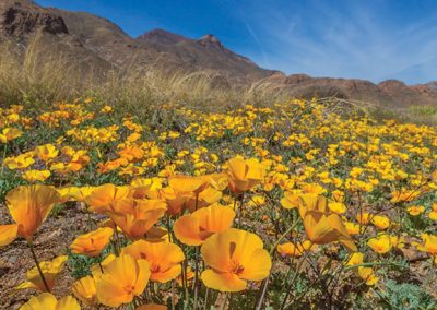 Poppies Festival on Saturday Celebrates El Paso’s Big Bloom