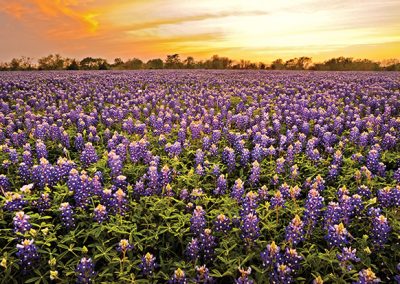 Editor’s Letter: Misadventures in Wildflower Photography